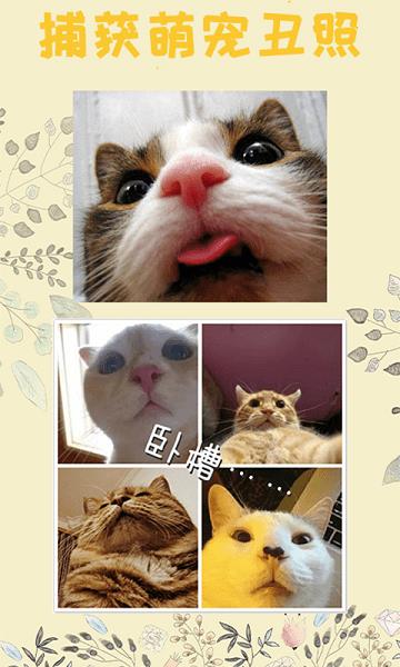 猫语翻译王  v2.6图1