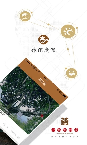 一棵古树茶